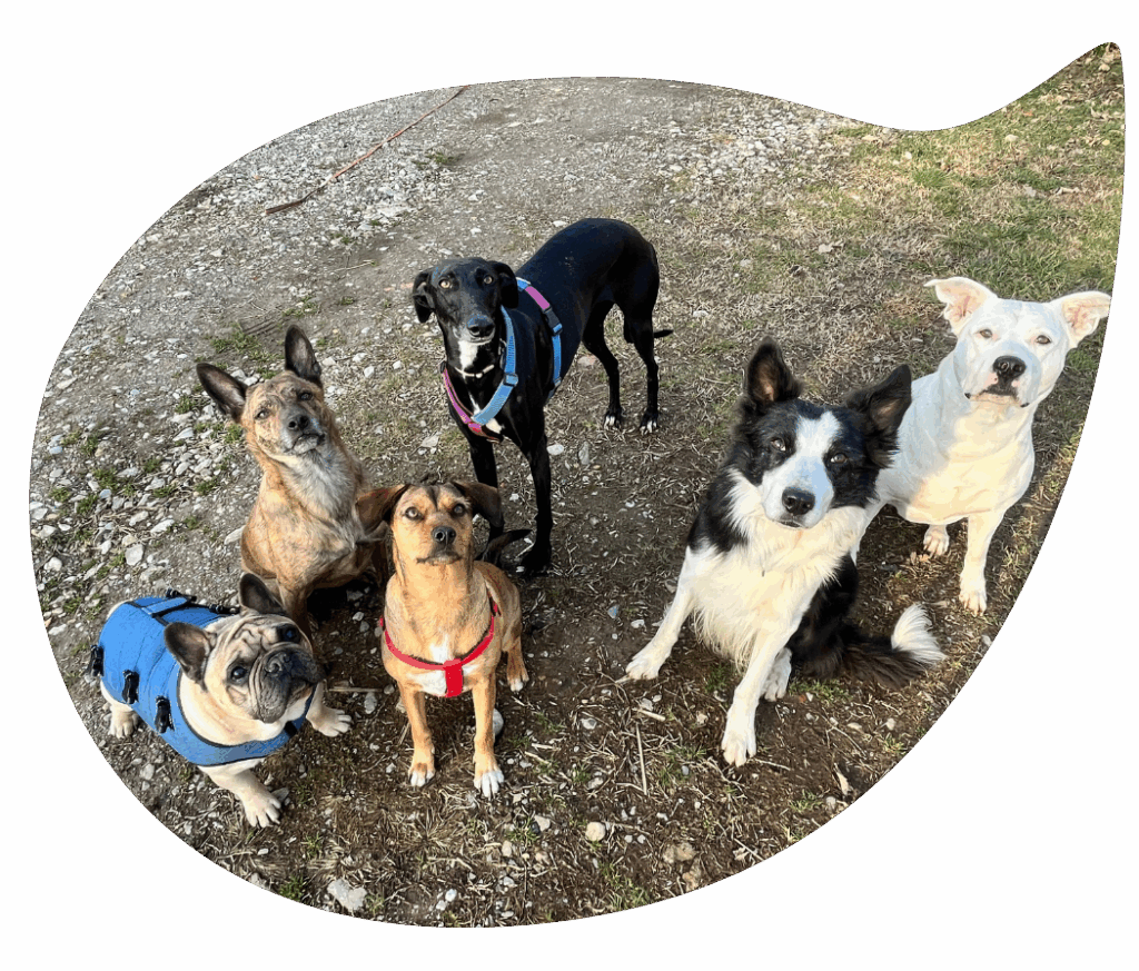Pensione per cani a Cabiate (CO)